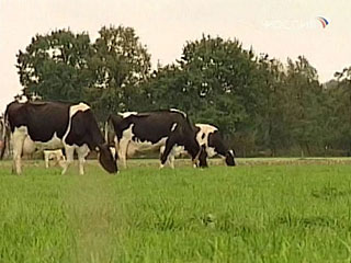 коровы пасутся